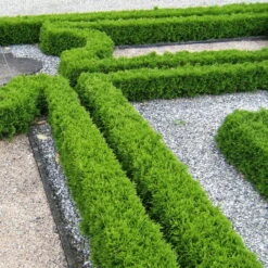 Kugel-Lebensbaum 'Mecki'®, 10er-Set, Höhe 15-20 Cm, Topf 3 Liter 8 Kugel-Lebensbaum 'Mecki'®, 10er-Set, Höhe 15-20 Cm, Topf 3 Liter -Compo Verkäufe 0430350450 Thuja occ Mecki 10er Set 1 111726