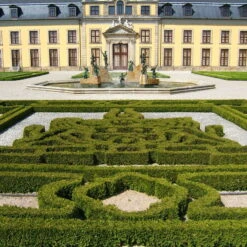 Kugel-Lebensbaum 'Mecki'®, 10er-Set, Höhe 15-20 Cm, Topf 3 Liter 9 Kugel-Lebensbaum 'Mecki'®, 10er-Set, Höhe 15-20 Cm, Topf 3 Liter -Compo Verkäufe 0430350450 Thuja occ Mecki 10er Set 2 111727