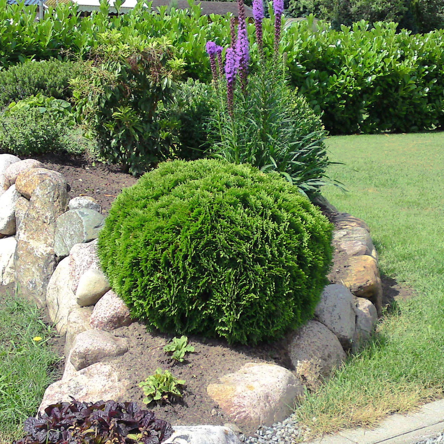 Kugel-Lebensbaum 'Mecki'®, 10er-Set, Höhe 15-20 Cm, Topf 3 Liter 2 Kugel-Lebensbaum 'Mecki'®, 10er-Set, Höhe 15-20 Cm, Topf 3 Liter – Bild 2