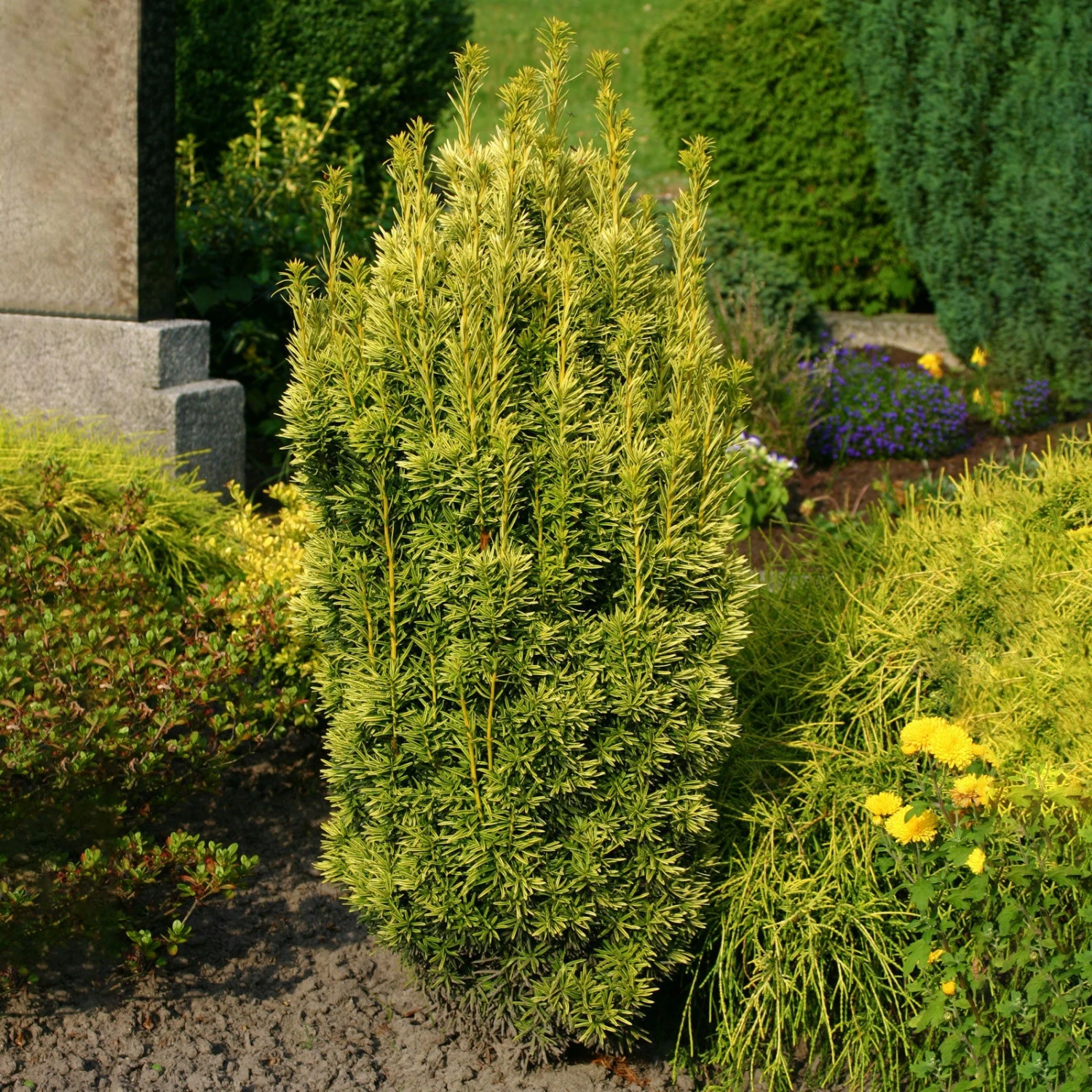 Gelbe Säuleneibe, 4er-Set, Gelb, Höhe 30-40 Cm, Topf 3 Liter 1 Gelbe Säuleneibe, 4er-Set, Gelb, Höhe 30-40 Cm, Topf 3 Liter