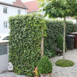 Pflanzen Kölle Shop -Compo Verkäufe 0440100721 Hedera helix Woerneri 180cm hoch 120cm breit 03 34516