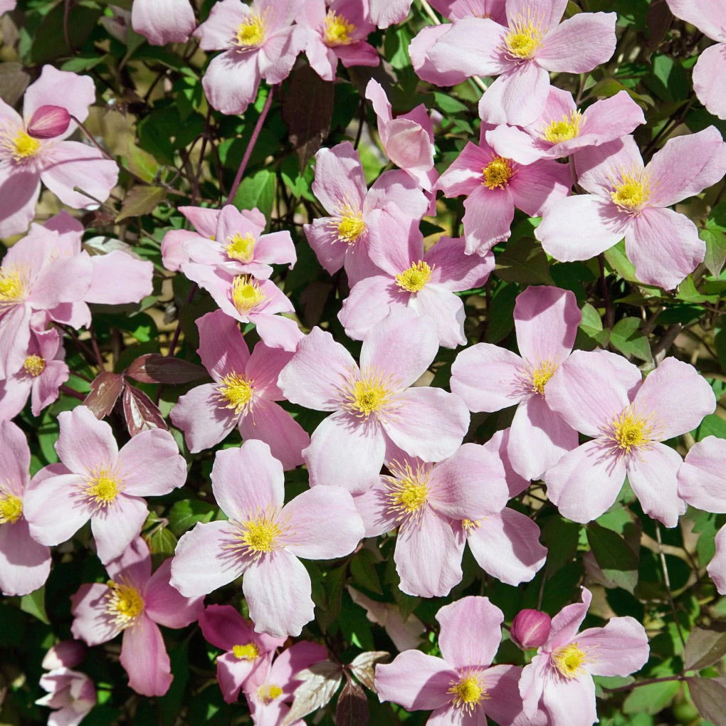 Clematis 'Rubens', 2er-Set, Hellrosa, Höhe 60-80 Cm, Topf 2 Liter 1 Clematis 'Rubens', 2er-Set, Hellrosa, Höhe 60-80 Cm, Topf 2 Liter