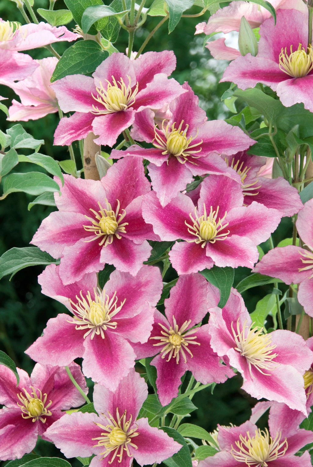 Clematis 'Piilu', 2er-Set, Rosa, Höhe 60-80 Cm, Topf 2 Liter 2 Clematis 'Piilu', 2er-Set, Rosa, Höhe 60-80 Cm, Topf 2 Liter – Bild 2