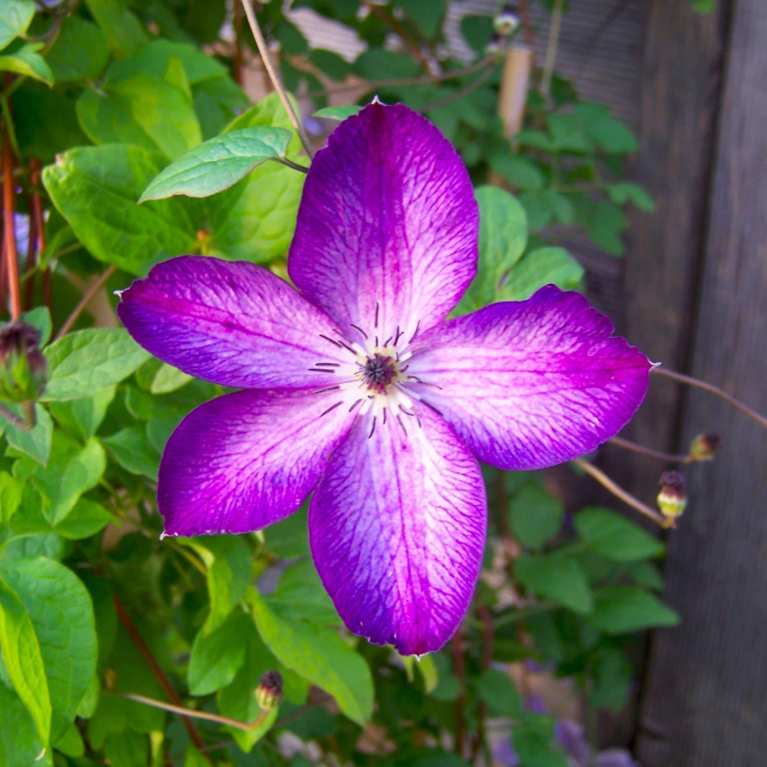 Italienische Waldrebe 'Venosa Violacea', 2er-Set, Violett Mit Weißen Streifen 1 Italienische Waldrebe 'Venosa Violacea', 2er-Set, Violett Mit Weißen Streifen