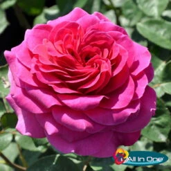 Duftende Edelrose 'Laudatio'®, Purpur-pinkviolett, Doppelbogen, Topf 10 Liter -Compo Verkäufe 0460100694 Laudatio All in One Premium Edelrose Co 6l mLogo All in one 51170