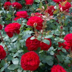 Edelrose 'Störtebeker®, Rot, Topf 6 Liter -Compo Verkäufe 0460100726 KB Stoertebeker Premium Edelrose1 75091