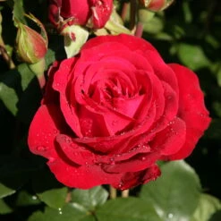 Edelrose 'Störtebeker®, Rot, Topf 6 Liter -Compo Verkäufe 0460100726 KB Stoertebeker Premium Edelrose 75092