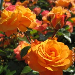 Stammrose 'Westzeit®', Beetrose, Stammhöhe 60cm Im 7,5 Liter Topf 15 Stammrose 'Westzeit®', Beetrose, Stammhöhe 60cm Im 7,5 Liter Topf -Compo Verkäufe 0460200487 Beetrose Westzeit RGB Copyright NEU 01 42092