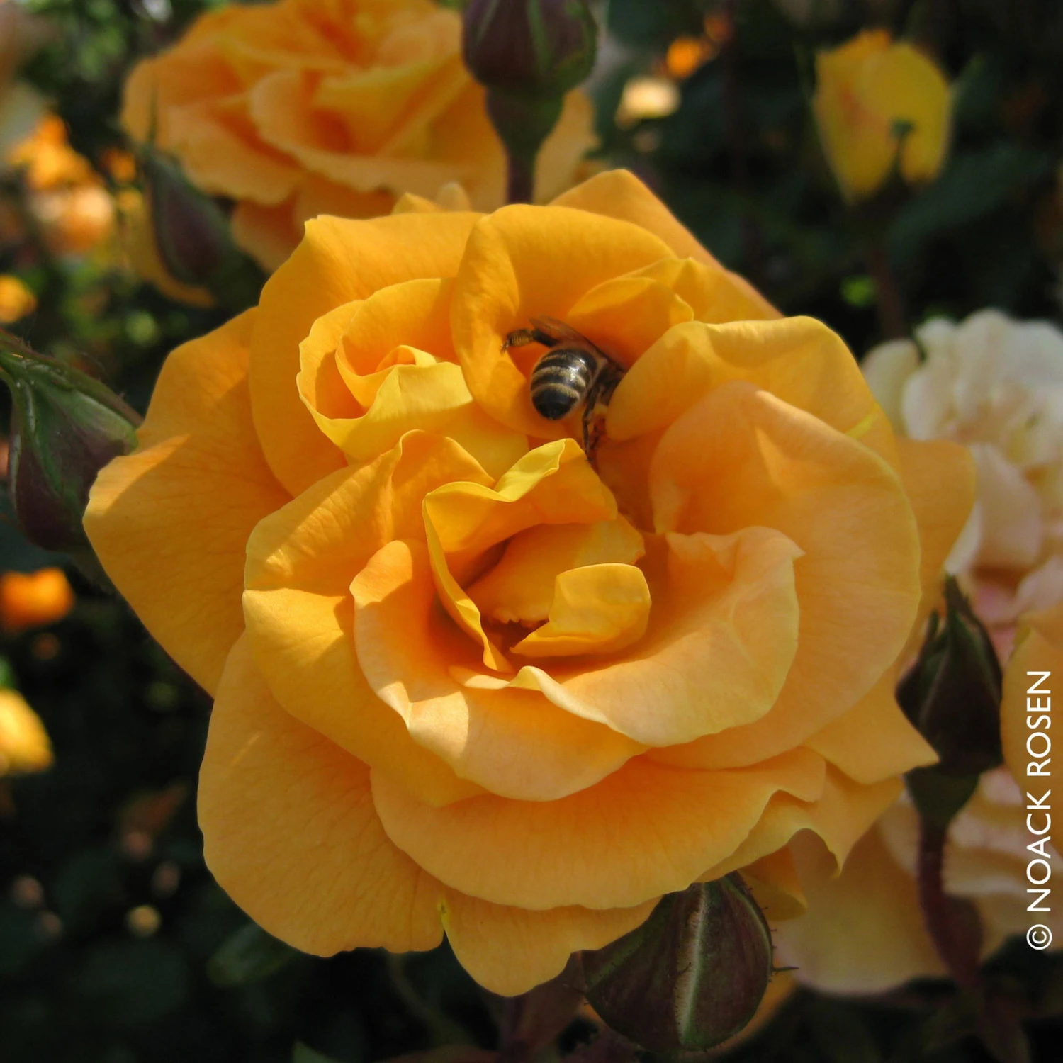 Stammrose 'Westzeit®', Beetrose, Stammhöhe 60cm Im 7,5 Liter Topf 6 Stammrose 'Westzeit®', Beetrose, Stammhöhe 60cm Im 7,5 Liter Topf – Bild 6