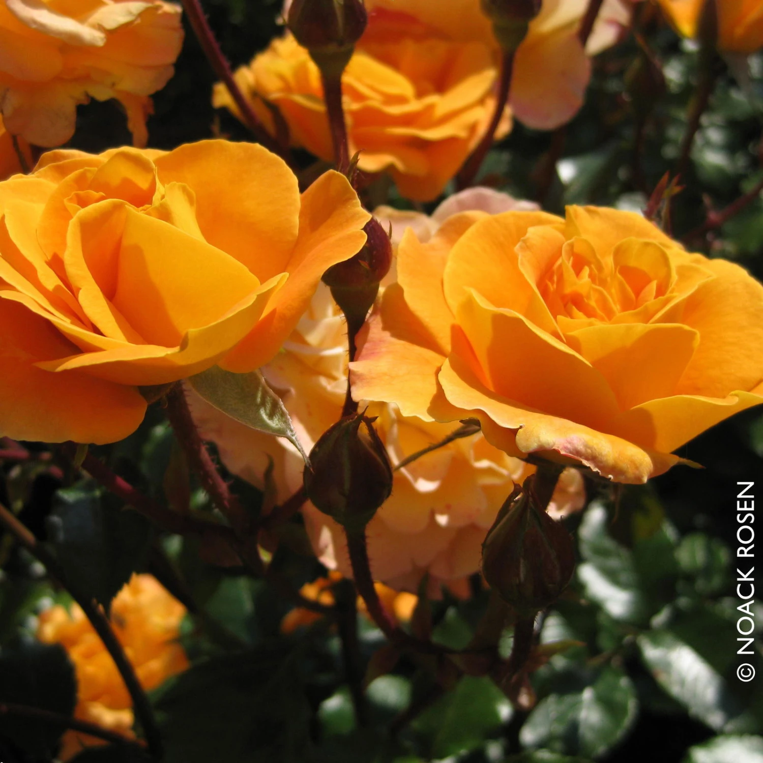 Stammrose 'Westzeit®', Beetrose, Stammhöhe 60cm Im 7,5 Liter Topf 3 Stammrose 'Westzeit®', Beetrose, Stammhöhe 60cm Im 7,5 Liter Topf – Bild 3