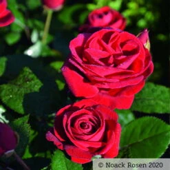 Beetrose 'Kompass'®, Rot, Doppelbogen, Topf 10 Liter 16 Beetrose 'Kompass'®, Rot, Doppelbogen, Topf 10 Liter -Compo Verkäufe 0460200855 Kompass Premium Beetrose rot Bluetenzauber1 76518