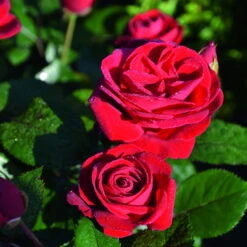 Beetrose 'Kompass'®, Rot, Topf 6 Liter 15 Beetrose 'Kompass'®, Rot, Topf 6 Liter -Compo Verkäufe 0460200855 Kompass Premium Beetrose rot Bluetenzauber 75088 2