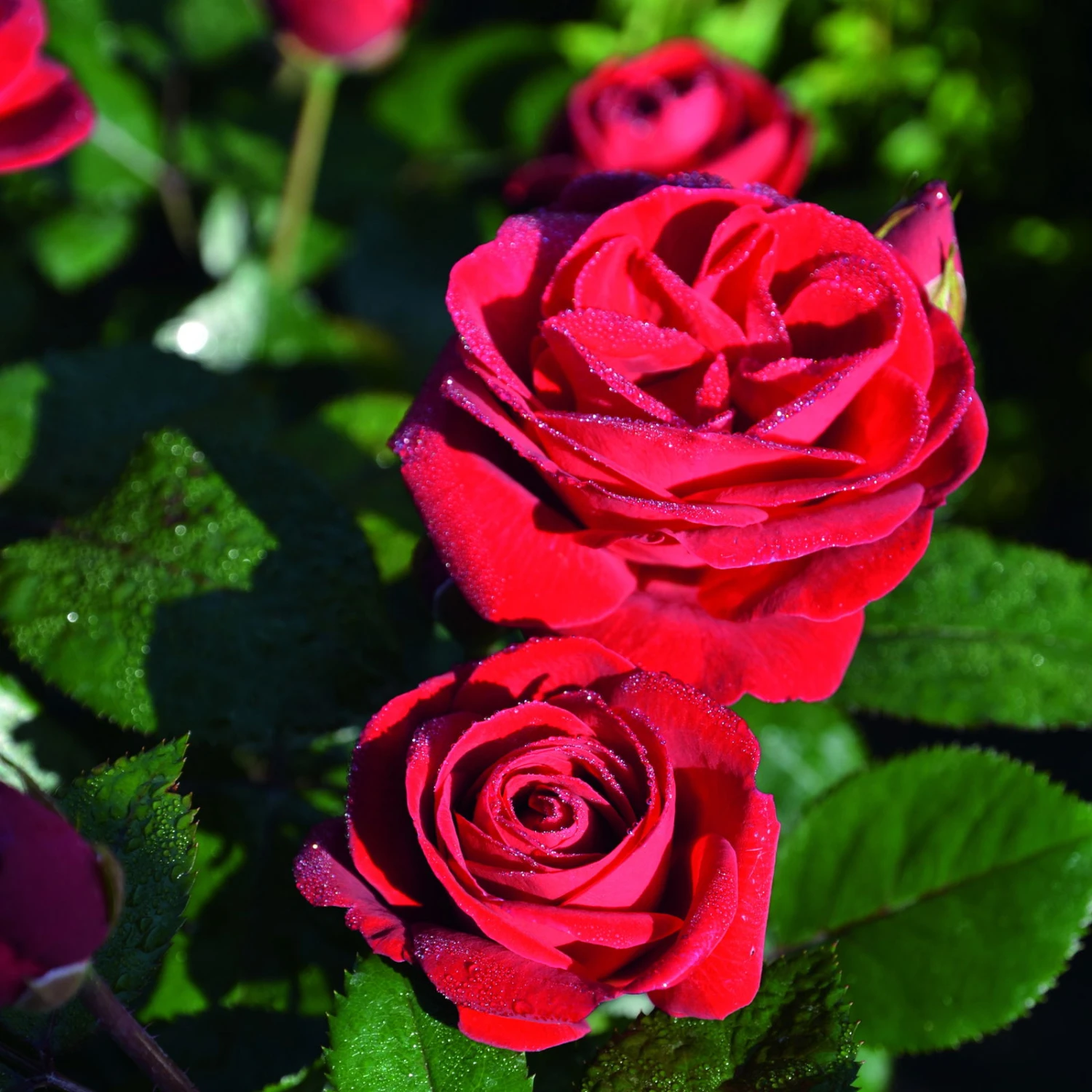 Beetrose 'Kompass'®, Rot, Topf 6 Liter 5 Beetrose 'Kompass'®, Rot, Topf 6 Liter – Bild 5