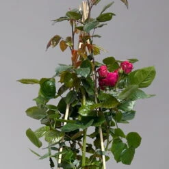 Beetrose 'Kompass'®, Rot, Topf 6 Liter 13 Beetrose 'Kompass'®, Rot, Topf 6 Liter -Compo Verkäufe 0460200855 beetrose kompass 1 124089