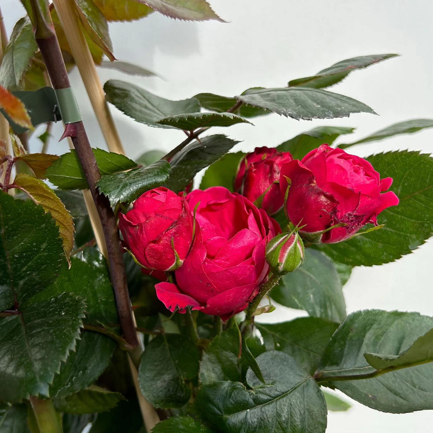 Beetrose 'Kompass'®, Rot, Topf 6 Liter 2 Beetrose 'Kompass'®, Rot, Topf 6 Liter – Bild 2