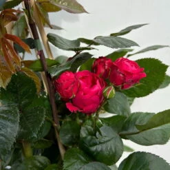 Beetrose 'Kompass'®, Rot, Topf 6 Liter 17 Beetrose 'Kompass'®, Rot, Topf 6 Liter -Compo Verkäufe 0460200855 beetrose kompass 6 123895