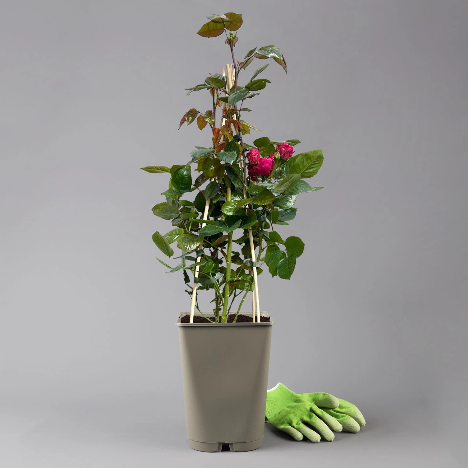 Beetrose 'Kompass'®, Rot, Topf 6 Liter 1 Beetrose 'Kompass'®, Rot, Topf 6 Liter