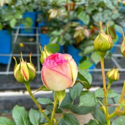 Strauchrose 'Eden Rose®', Hellrosa, Topf 6 Liter -Compo Verkäufe 0460500398 Eden Rose Strauchrose weissrosa 3 126479