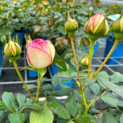 Strauchrose 'Eden Rose®', Hellrosa, Topf 6 Liter -Compo Verkäufe 0460500398 Eden Rose Strauchrose weissrosa 4 126480