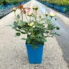 Strauchrose 'Eden Rose®', Hellrosa, Topf 6 Liter