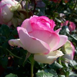 Strauchrose 'Eden Rose®', Hellrosa, Topf 6 Liter -Compo Verkäufe 0460500398 Eden Rose RGB 5901