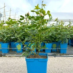 Kletterrose 'Uetersener Klosterrose®', Cremeweiß, Topf 6 Liter