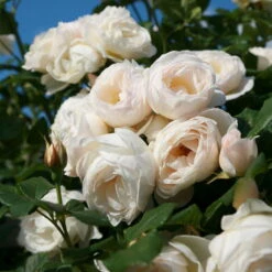 Kletterrose 'Uetersener Klosterrose®', Cremeweiß, Topf 6 Liter -Compo Verkäufe 0460600349 UetersenerKlosterrose RGB 6057