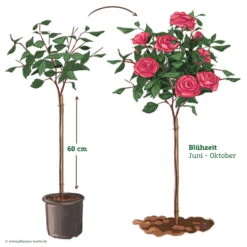 Stammrose 'Charisma'®, Edelrose, Stammhöhe 60cm Im 7,5 Lt. Topf 9 Stammrose 'Charisma'®, Edelrose, Stammhöhe 60cm Im 7,5 Lt. Topf -Compo Verkäufe 046080 Rosenstamm pink 122127