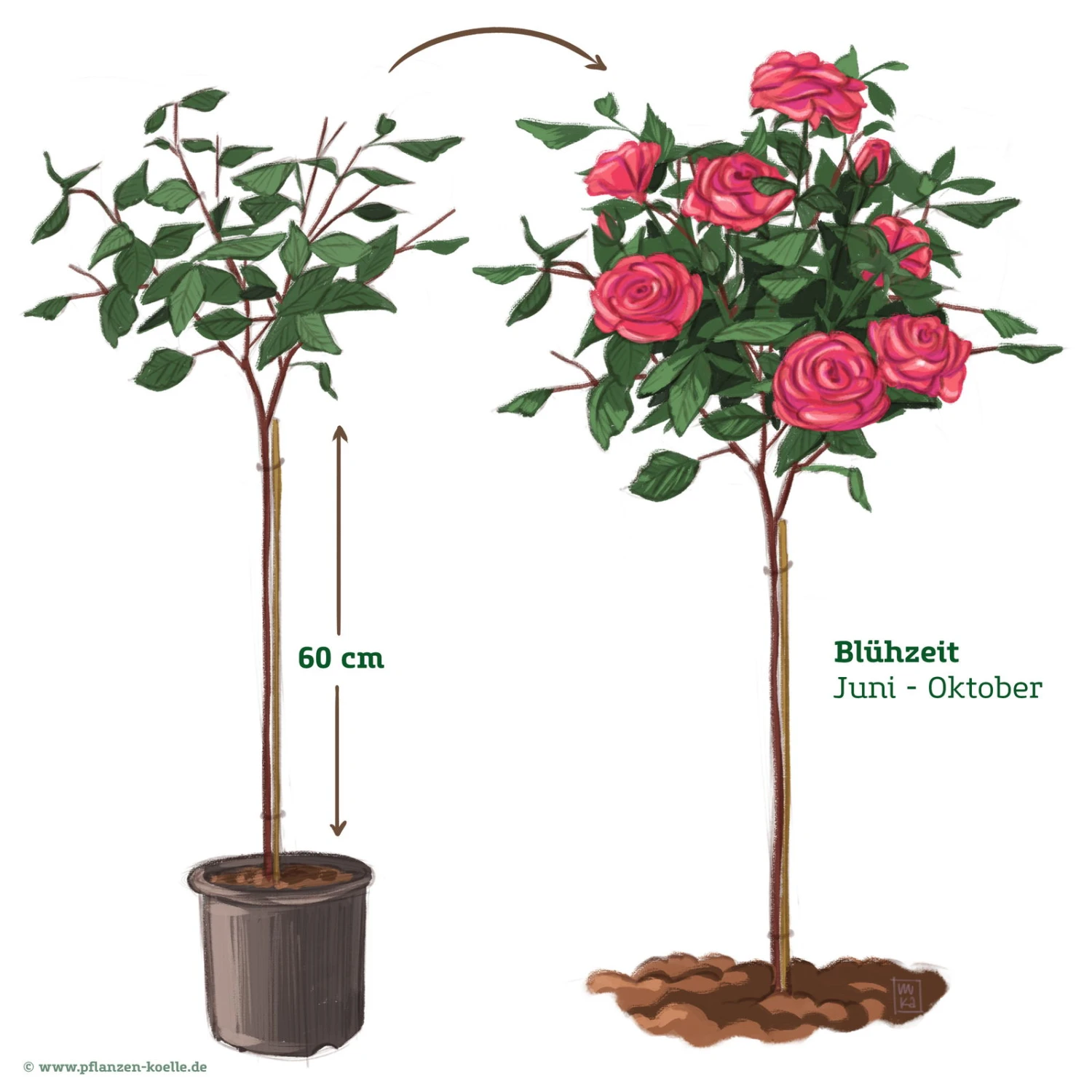 Stammrose 'Charisma'®, Edelrose, Stammhöhe 60cm Im 7,5 Lt. Topf 3 Stammrose 'Charisma'®, Edelrose, Stammhöhe 60cm Im 7,5 Lt. Topf – Bild 3