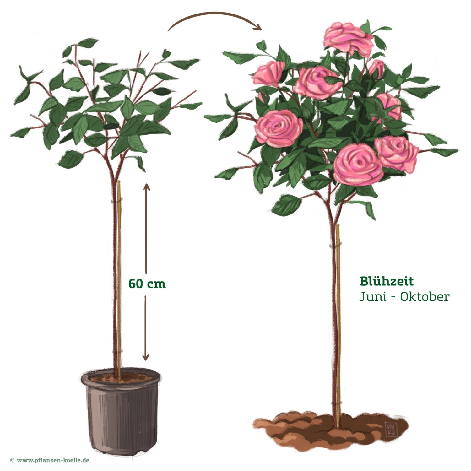Stammrose 'Comeback'®, Edelrose, Stammhöhe 60cm Im 7,5 Liter Topf 2 Stammrose 'Comeback'®, Edelrose, Stammhöhe 60cm Im 7,5 Liter Topf – Bild 2