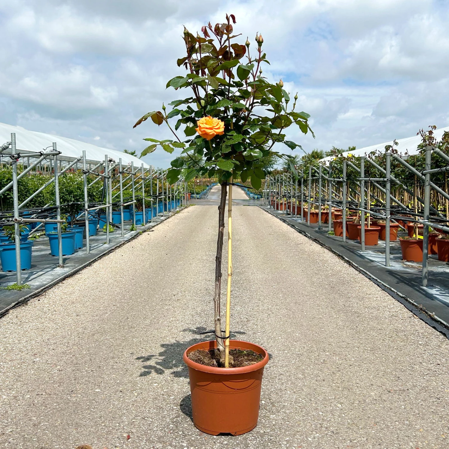 Stammrose 'Westzeit®', Beetrose, Stammhöhe 60cm Im 7,5 Liter Topf 1 Stammrose 'Westzeit®', Beetrose, Stammhöhe 60cm Im 7,5 Liter Topf