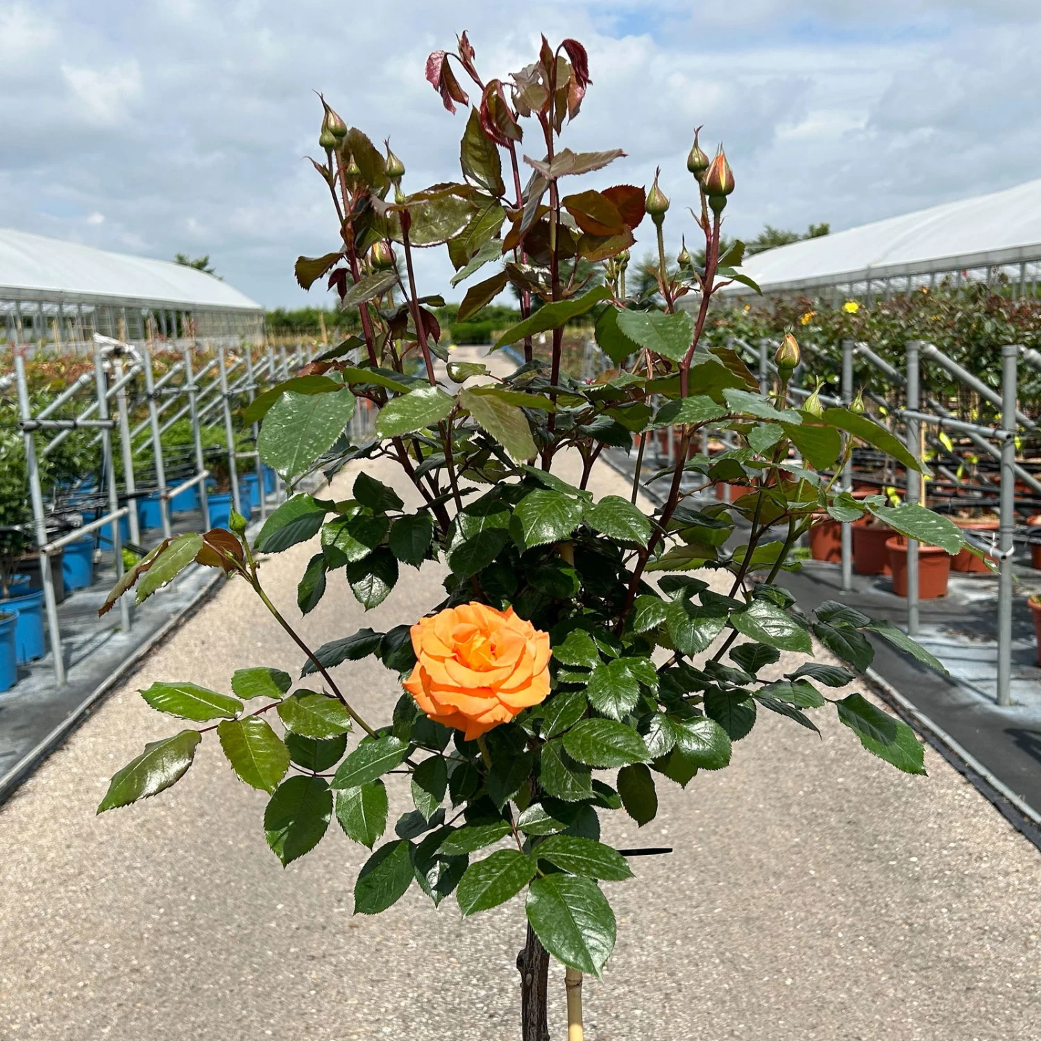 Stammrose 'Westzeit®', Beetrose, Stammhöhe 60cm Im 7,5 Liter Topf 7 Stammrose 'Westzeit®', Beetrose, Stammhöhe 60cm Im 7,5 Liter Topf – Bild 7