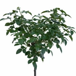 Stammrose 'Hansestadt Rostock®', Beetrose, Stammhöhe 60cm Im 7,5 Liter Topf -Compo Verkäufe 046080055 Hansestadt Rostock 1 115578