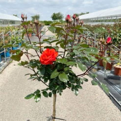 Stammrose 'Westpoint'®, Beetrose, Stammhöhe 60cm Im 7,5 Liter Topf -Compo Verkäufe 0460800666 Westpoint Halbstamm blutorange 1 126516