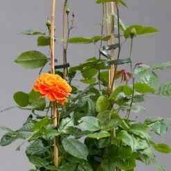 Beetrose 'Westzeit®', Orange-aprikot Bis Rosa, Doppelbogen, Topf 10 Liter -Compo Verkäufe 0460850563 rose westzeit doppelbogen 1 124091