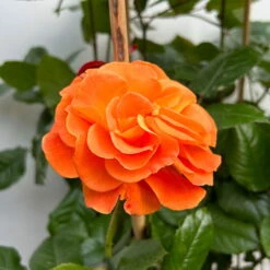 Beetrose 'Westzeit®', Orange-aprikot Bis Rosa, Doppelbogen, Topf 10 Liter -Compo Verkäufe 0460850563 rose westzeit doppelbogen 4 123897