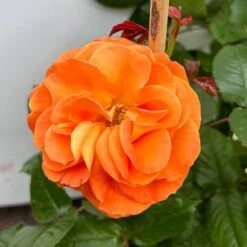 Beetrose 'Westzeit®', Orange-aprikot Bis Rosa, Doppelbogen, Topf 10 Liter -Compo Verkäufe 0460850563 rose westzeit doppelbogen 6 123898