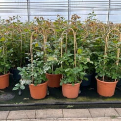 Beetrose 'Westpoint'®, Blutorange, Doppelbogen, Topf 10 Liter -Compo Verkäufe 0460850981 rose westpoint doppelbogen 1 124046