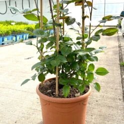 Beetrose 'Westpoint'®, Blutorange, Doppelbogen, Topf 10 Liter -Compo Verkäufe 0460850981 rose westpoint doppelbogen 3 124044