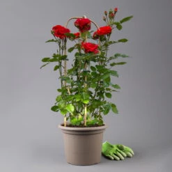 Beetrose 'Westpoint'®, Blutorange, Doppelbogen, Topf 10 Liter -Compo Verkäufe 0460850981 rose westpoint premium doppelbogen 3 t 125106