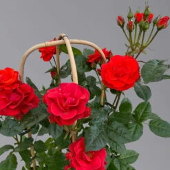 Beetrose 'Westpoint'®, Blutorange, Doppelbogen, Topf 10 Liter -Compo Verkäufe 0460850981 rose westpoint premium doppelbogen 3 125107