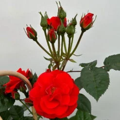 Beetrose 'Westpoint'®, Blutorange, Doppelbogen, Topf 10 Liter -Compo Verkäufe 0460850981 rose westpoint premium doppelbogen 4 124619