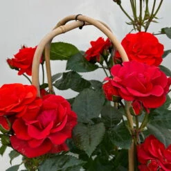 Beetrose 'Westpoint'®, Blutorange, Doppelbogen, Topf 10 Liter -Compo Verkäufe 0460850981 rose westpoint premium doppelbogen 5 124618