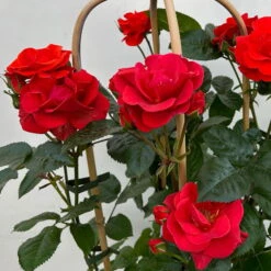 Beetrose 'Westpoint'®, Blutorange, Doppelbogen, Topf 10 Liter -Compo Verkäufe 0460850981 rose westpoint premium doppelbogen 6 124620