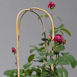 Duftende Edelrose 'Laudatio'®, Purpur-pinkviolett, Doppelbogen, Topf 10 Liter -Compo Verkäufe 0460851090 rose laudatio all in one doppelbogen 1 124097