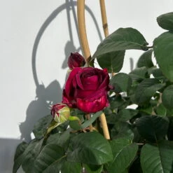Duftende Edelrose 'Laudatio'®, Purpur-pinkviolett, Doppelbogen, Topf 10 Liter -Compo Verkäufe 0460851090 rose laudatio all in one doppelbogen 6 123906