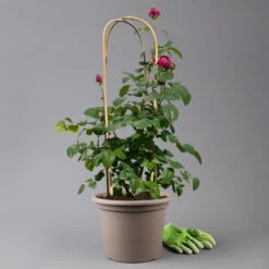 Duftende Edelrose 'Laudatio'®, Purpur-pinkviolett, Doppelbogen, Topf 10 Liter -Compo Verkäufe 0460851090 rose laudatio all in one doppelbogen 124096