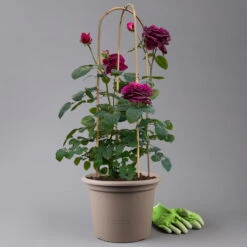 Duftende Edelrose 'Laudatio'®, Purpur-pinkviolett, Doppelbogen, Topf 10 Liter