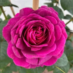 Duftende Edelrose 'Laudatio'®, Purpur-pinkviolett, Doppelbogen, Topf 10 Liter -Compo Verkäufe 0460851090 rose laudatio all in one premium doppelbogen 4 124622