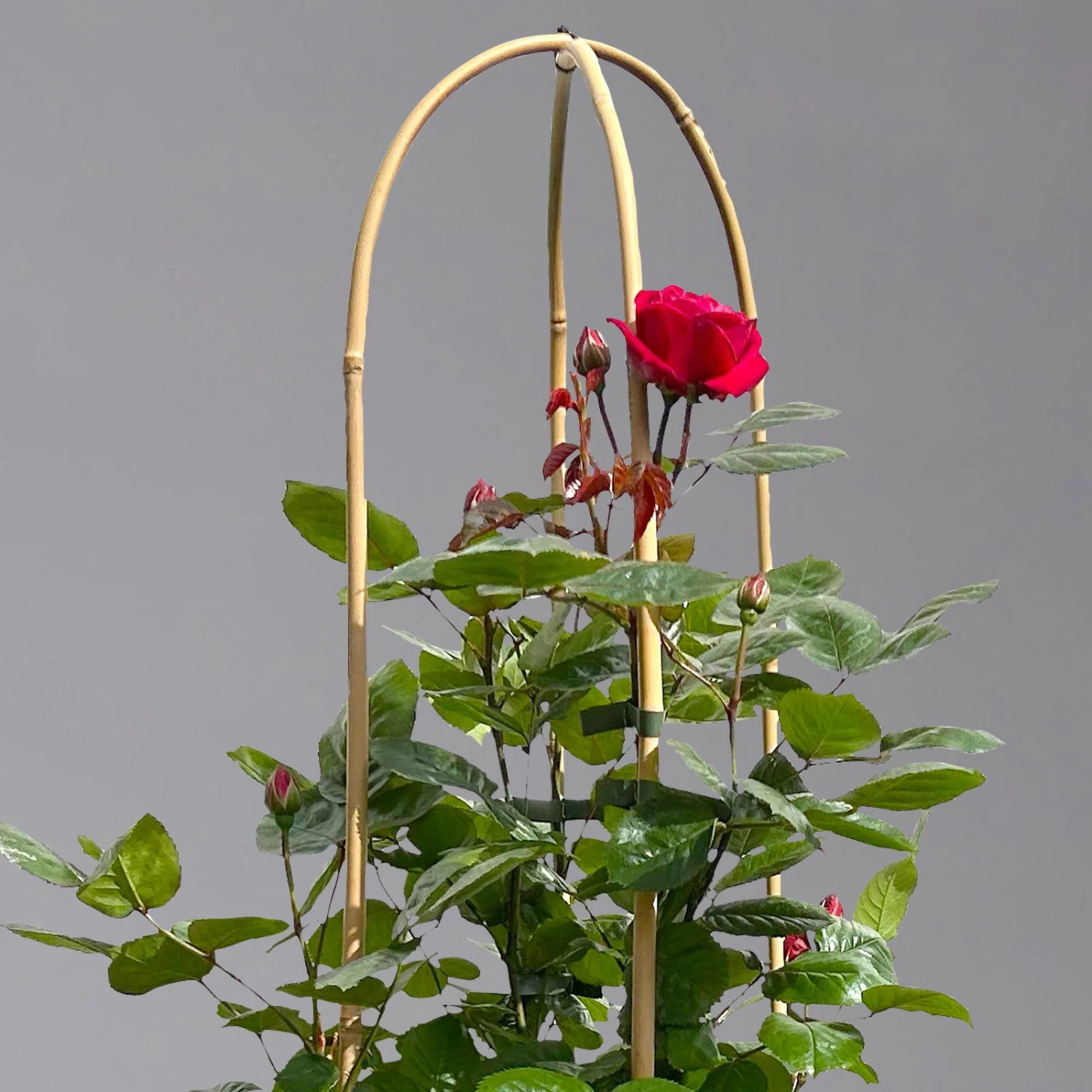 Beetrose 'Kompass'®, Rot, Doppelbogen, Topf 10 Liter 3 Beetrose 'Kompass'®, Rot, Doppelbogen, Topf 10 Liter – Bild 3